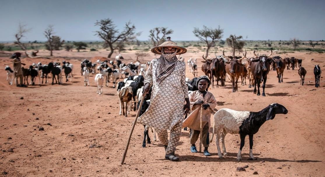 A herder walking sheep and goats through arid terrain