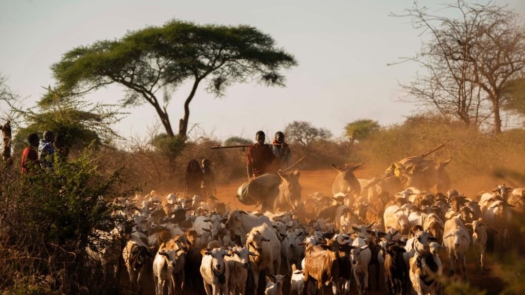 A large healthy herd moving across vibrant savanna rangeland