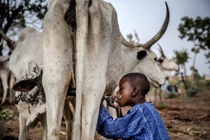 Cattle and dairy farming