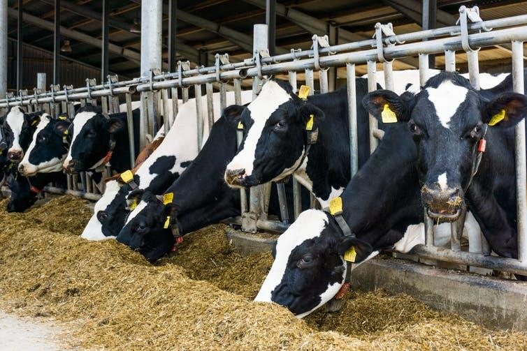 Dairy cattle at a feeding rail
