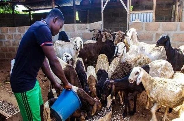 Small ruminants: sheep and goats
