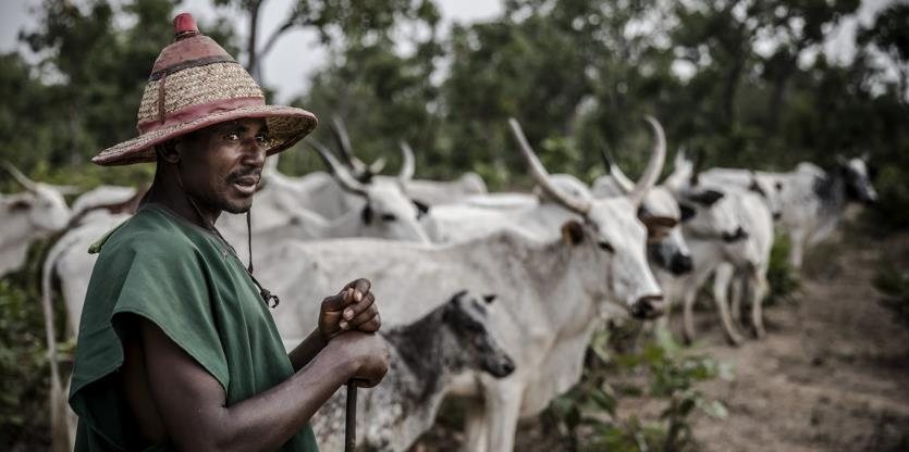 A pastoralist tending cattle