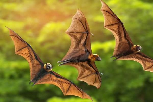 Wildlife and zoonotic disease interfaces